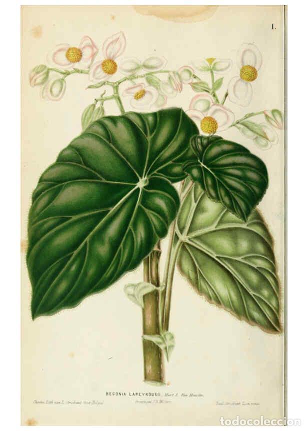 Coleccionismo de Revistas y Peri&oacute;dicos: Reproducci&oacute;n/Reproduction 6076359135: Neerland's Plantentuin. v.1. Groningen :J. Wolters,1865-1867 -