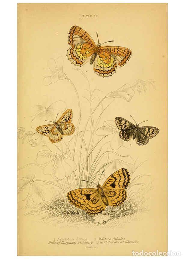 Coleccionismo de Revistas y Peri&oacute;dicos: Reproducci&oacute;n/Reproduction 6076677219: The natural history of British butterflies Dublin :S. Highley