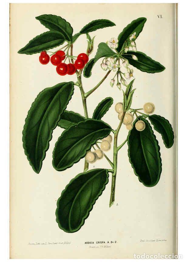 Coleccionismo de Revistas y Peri&oacute;dicos: Reproducci&oacute;n/Reproduction 6076897352: Neerland's Plantentuin. v.1. Groningen :J. Wolters,1865-1867 -