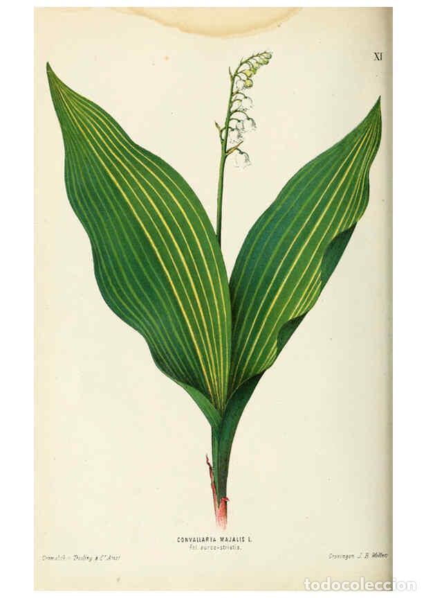 Collection Magazines and Newspapers: Reproducci&oacute;n/Reproduction 6076899372: Neerland's Plantentuin. v.1. Groningen :J. Wolters,1865-1867 -