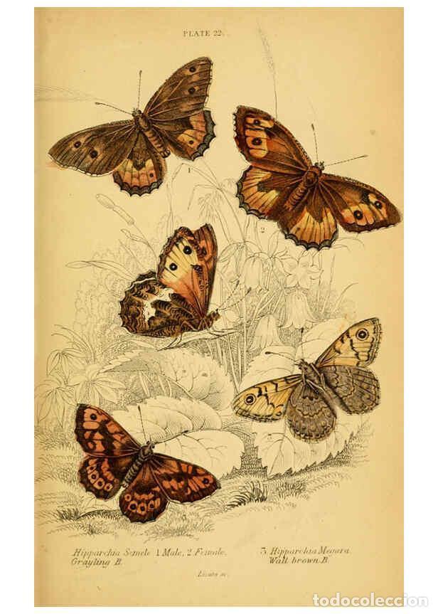 Collection Magazines and Newspapers: Reproducci&oacute;n/Reproduction 6077218456: The natural history of British butterflies Dublin :S. Highley