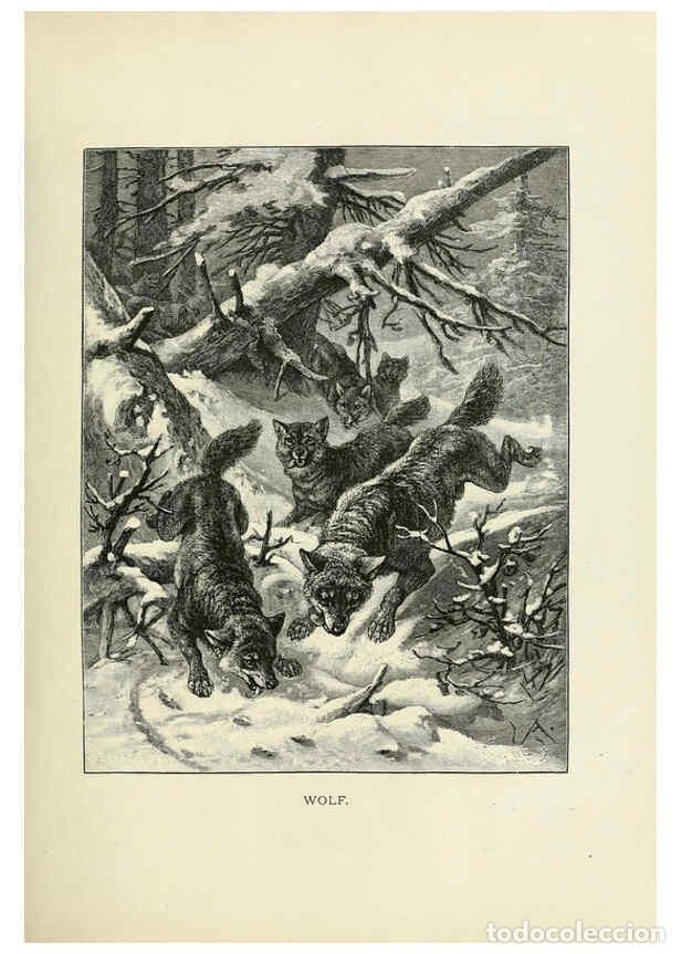 Collection Magazines and Newspapers: Reproducci&oacute;n/Reproduction 6076441177: Our living world. v.1. New York :S. Hess,[1885] - John George