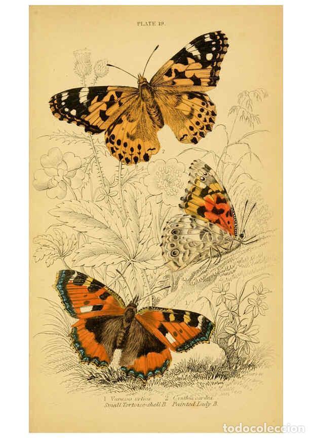 Collection Magazines and Newspapers: Reproducci&oacute;n/Reproduction 6077217642: The natural history of British butterflies Dublin :S. Highley