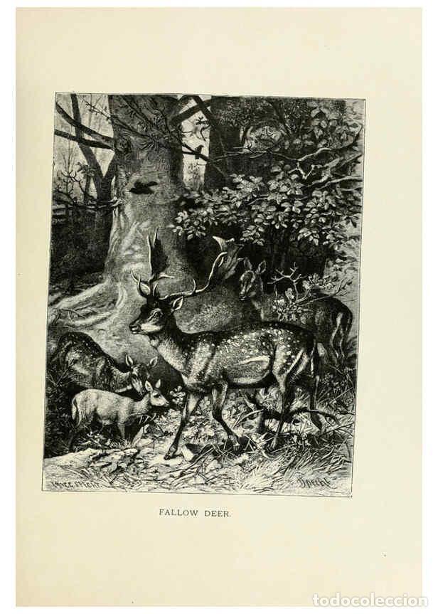 Collection Magazines and Newspapers: Reproducci&oacute;n/Reproduction 6076449719: Our living world. v.1. New York :S. Hess,[1885] - John George