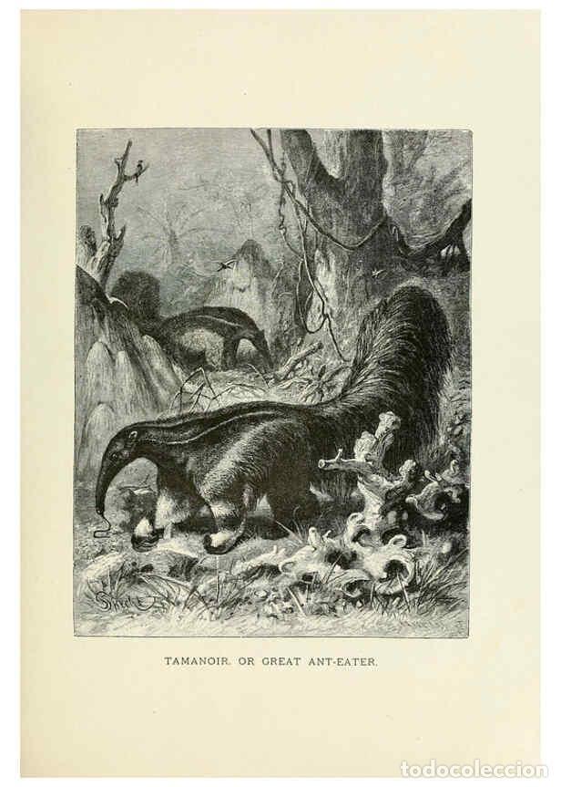 Collection Magazines and Newspapers: Reproducci&oacute;n/Reproduction 6076452159: Our living world. v.1. New York :S. Hess,[1885] - John George