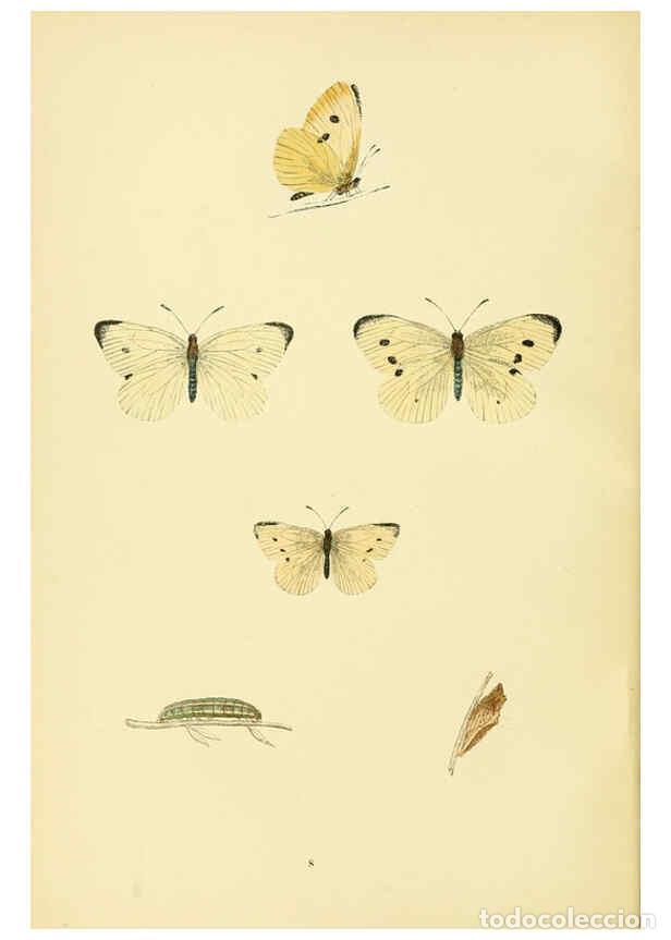 Collection Magazines and Newspapers: Reproducci&oacute;n/Reproduction 6073602160: A history of British butterflies London :John C. Nimmo,1890 -