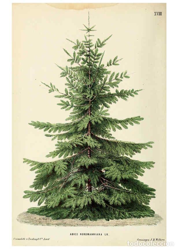 Collection Magazines and Newspapers: Reproducci&oacute;n/Reproduction 6076365785: Neerland's Plantentuin. v.1. Groningen :J. Wolters,1865-1867 -