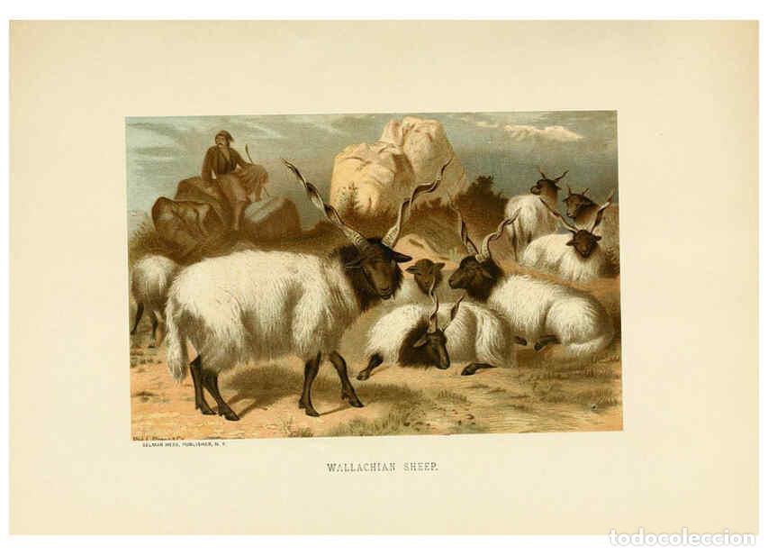 Collection Magazines and Newspapers: Reproducci&oacute;n/Reproduction 6076448455: Our living world. v.1. New York :S. Hess,[1885] - John George