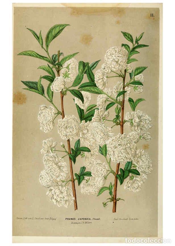 Collection Magazines and Newspapers: Reproducci&oacute;n/Reproduction 6076359695: Neerland's Plantentuin. v.1. Groningen :J. Wolters,1865-1867 -