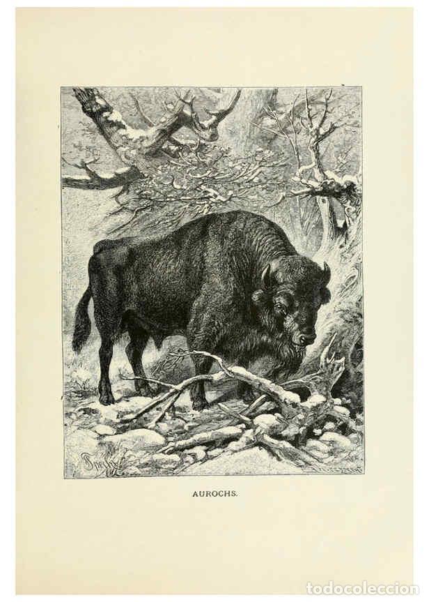 Collection Magazines and Newspapers: Reproducci&oacute;n/Reproduction 6076981500: Our living world. v.1. New York :S. Hess,[1885] - John George