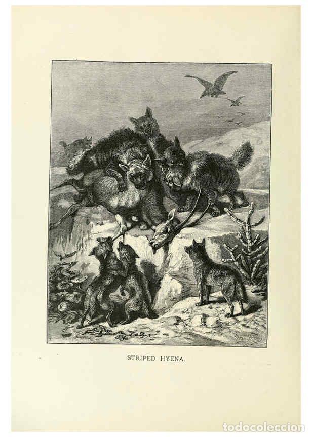 Collection Magazines and Newspapers: Reproducci&oacute;n/Reproduction 6076977850: Our living world. v.1. New York :S. Hess,[1885] - John George