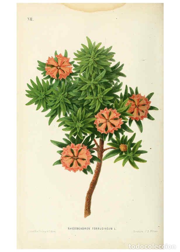 Collection Magazines and Newspapers: Reproducci&oacute;n/Reproduction 6076363237: Neerland's Plantentuin. v.1. Groningen :J. Wolters,1865-1867 -