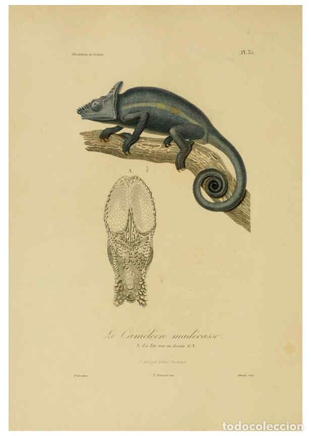 Collection Magazines and Newspapers: Reproducci&oacute;n/Reproduction 6055937019: Illustrations de zoologie Paris,A. Bertrand[1832-35?] - R.P. L