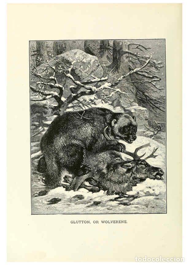 Collection Magazines and Newspapers: Reproducci&oacute;n/Reproduction 6076978252: Our living world. v.1. New York :S. Hess,[1885] - John George