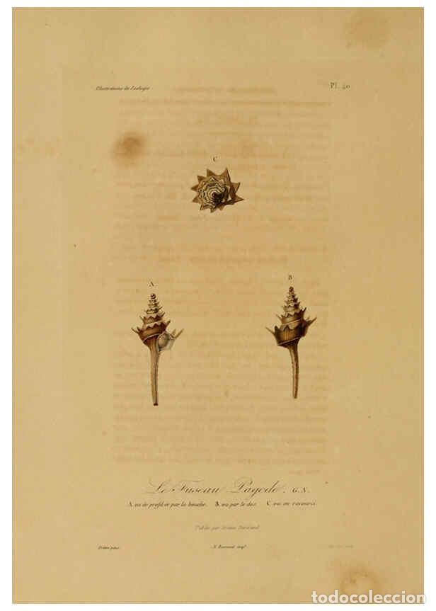 Collection Magazines and Newspapers: Reproducci&oacute;n/Reproduction 6056484652: Illustrations de zoologie Paris,A. Bertrand[1832-35?] - R.P. L