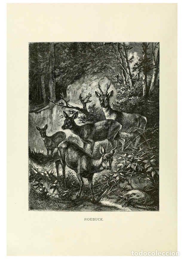 Collection Magazines and Newspapers: Reproducci&oacute;n/Reproduction 6076986850: Our living world. v.1. New York :S. Hess,[1885] - John George