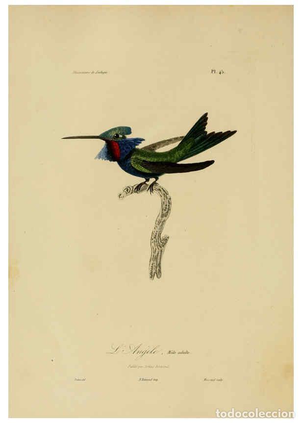 Collection Magazines and Newspapers: Reproducci&oacute;n/Reproduction 6055939611: Illustrations de zoologie Paris,A. Bertrand[1832-35?] - R.P. L