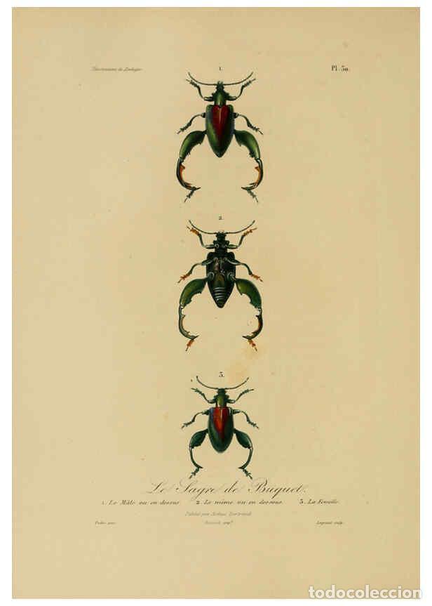 Collection Magazines and Newspapers: Reproducci&oacute;n/Reproduction 6055935769: Illustrations de zoologie Paris,A. Bertrand[1832-35?] - R.P. L