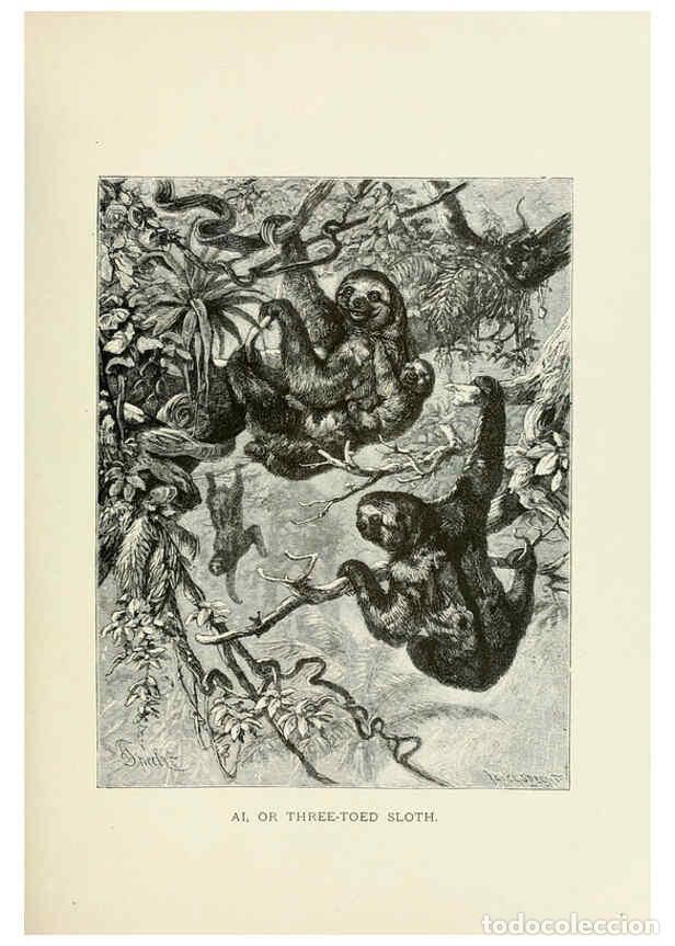 Collection Magazines and Newspapers: Reproducci&oacute;n/Reproduction 6076989366: Our living world. v.1. New York :S. Hess,[1885] - John George