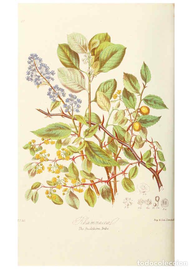 Coleccionismo de Revistas y Peri&oacute;dicos: Reproducci&oacute;n/Reproduction 6059035844: Illustrations of the natural orders of plants with groups and