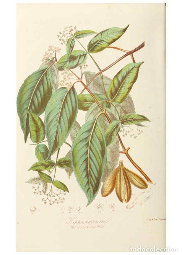 Coleccionismo de Revistas y Peri&oacute;dicos: Reproducci&oacute;n/Reproduction 6058484851: Illustrations of the natural orders of plants with groups and