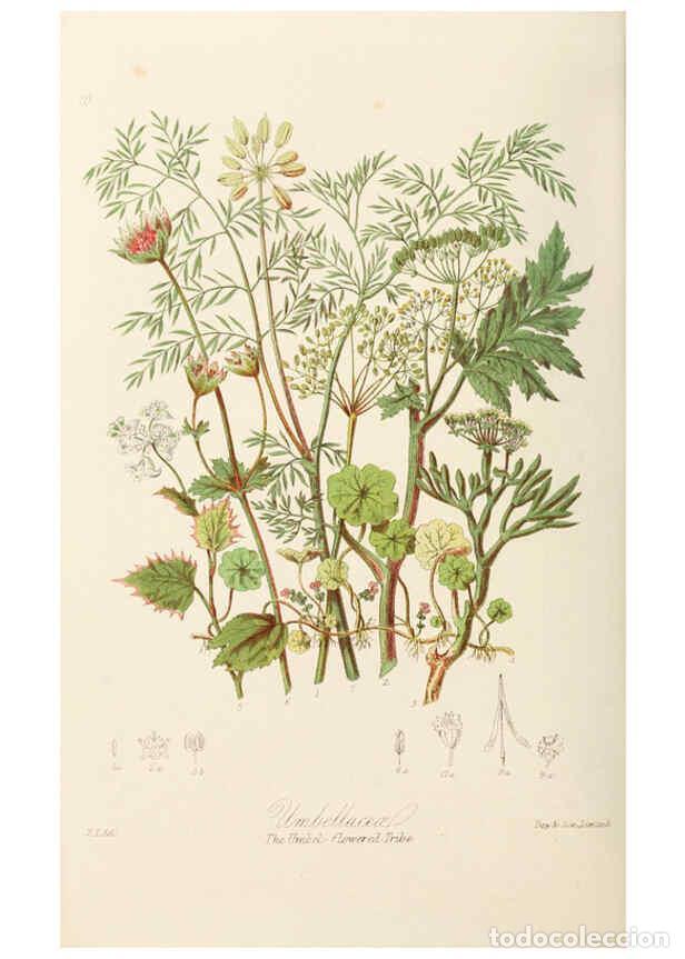 Coleccionismo de Revistas y Peri&oacute;dicos: Reproducci&oacute;n/Reproduction 6058493287: Illustrations of the natural orders of plants with groups and