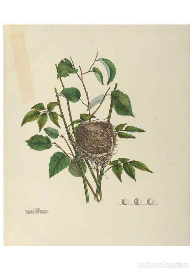 Coleccionismo de Revistas y Peri&oacute;dicos: Reproducci&oacute;n/Reproduction 6058398755: Illustrations of the nests and eggs of birds of Ohio. v.2 Circ