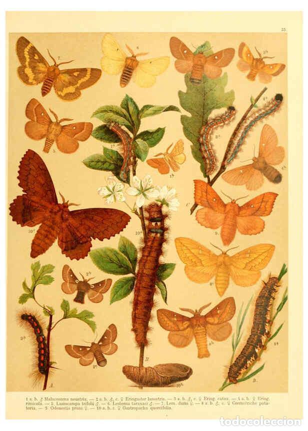 Coleccionismo de Revistas y Peri&oacute;dicos: Reproducci&oacute;n/Reproduction 6058529099: Fr. Berge's Schmetterlingsbuch nach dem gegenw&auml;rtigen Stande d