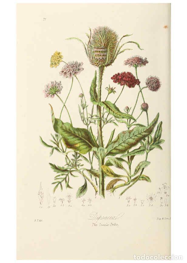 Coleccionismo de Revistas y Peri&oacute;dicos: Reproducci&oacute;n/Reproduction 6059042748: Illustrations of the natural orders of plants with groups and