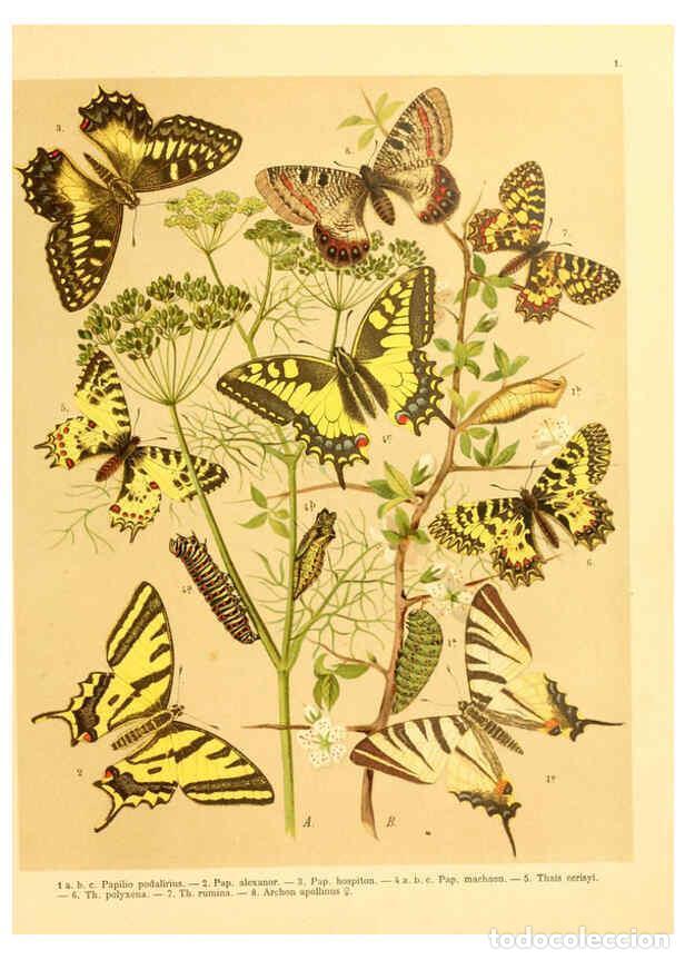 Coleccionismo de Revistas y Peri&oacute;dicos: Reproducci&oacute;n/Reproduction 6059070826: Fr. Berge's Schmetterlingsbuch nach dem gegenw&auml;rtigen Stande d