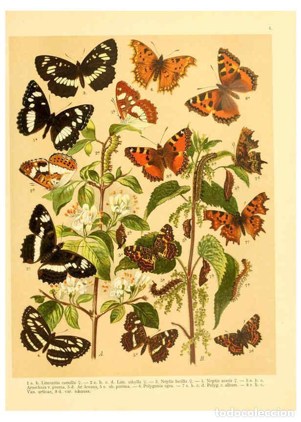 Coleccionismo de Revistas y Peri&oacute;dicos: Reproducci&oacute;n/Reproduction 6058526061: Fr. Berge's Schmetterlingsbuch nach dem gegenw&auml;rtigen Stande d