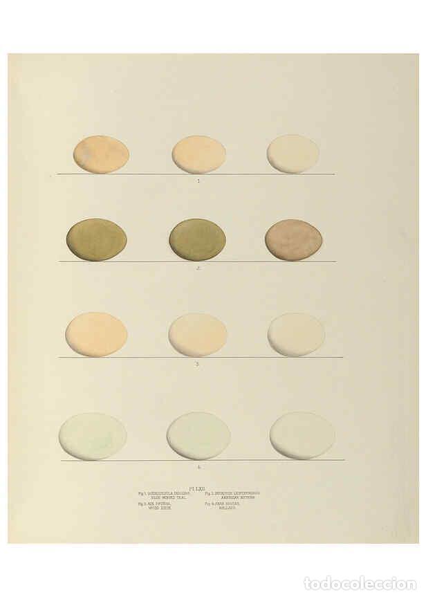 Coleccionismo de Revistas y Peri&oacute;dicos: Reproducci&oacute;n/Reproduction 6058399513: Illustrations of the nests and eggs of birds of Ohio. v.2 Circ