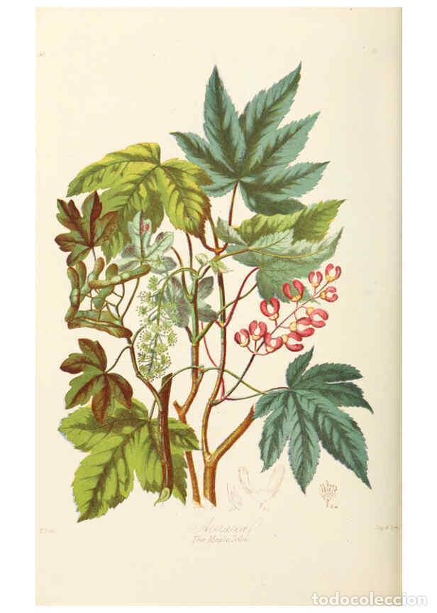 Coleccionismo de Revistas y Peri&oacute;dicos: Reproducci&oacute;n/Reproduction 6058484281: Illustrations of the natural orders of plants with groups and