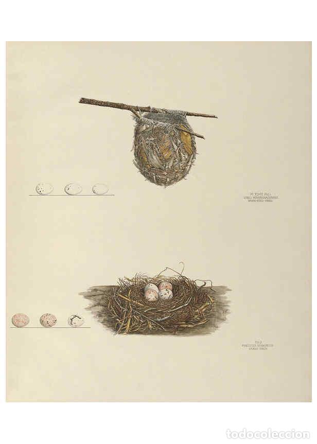 Coleccionismo de Revistas y Peri&oacute;dicos: Reproducci&oacute;n/Reproduction 6058396173: Illustrations of the nests and eggs of birds of Ohio. v.2 Circ
