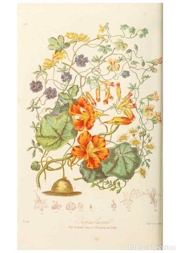 Coleccionismo de Revistas y Peri&oacute;dicos: Reproducci&oacute;n/Reproduction 6059031000: Illustrations of the natural orders of plants with groups and