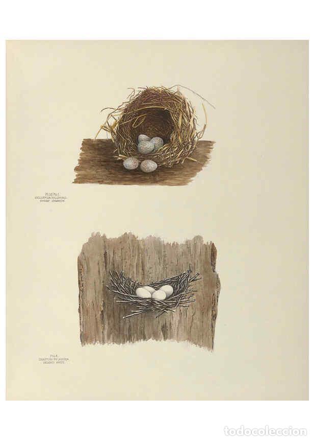 Coleccionismo de Revistas y Peri&oacute;dicos: Reproducci&oacute;n/Reproduction 6058398199: Illustrations of the nests and eggs of birds of Ohio. v.2 Circ