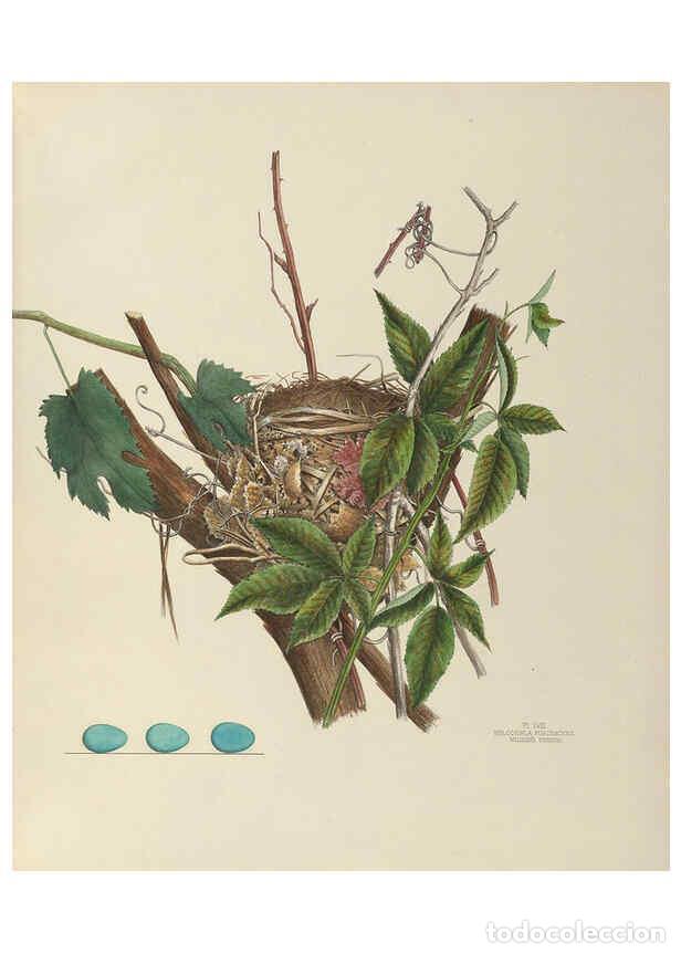 Coleccionismo de Revistas y Peri&oacute;dicos: Reproducci&oacute;n/Reproduction 6058398893: Illustrations of the nests and eggs of birds of Ohio. v.2 Circ