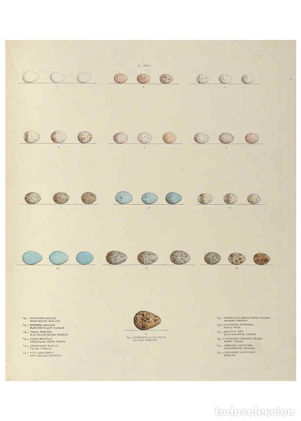 Coleccionismo de Revistas y Peri&oacute;dicos: Reproducci&oacute;n/Reproduction 6058400577: Illustrations of the nests and eggs of birds of Ohio. v.2 Circ
