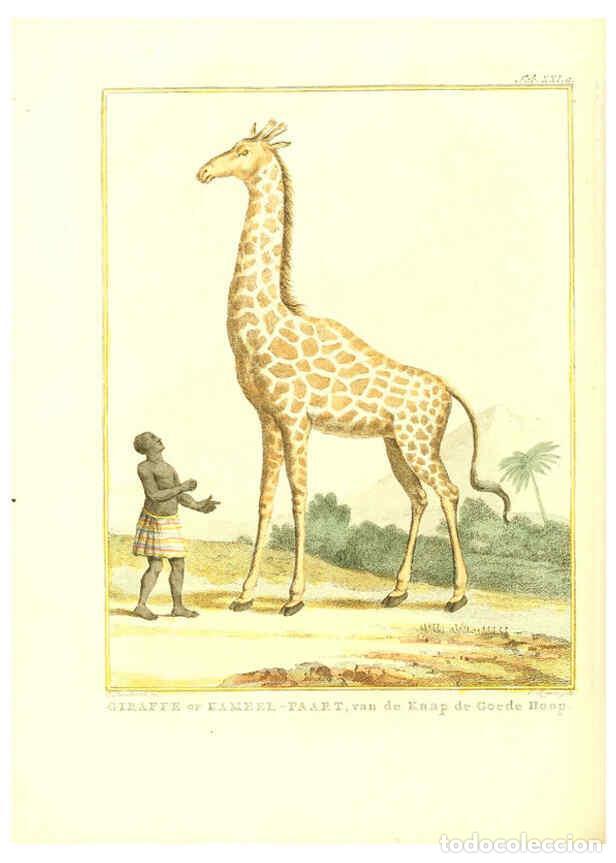 Coleccionismo de Revistas y Peri&oacute;dicos: Reproducci&oacute;n/Reproduction 6056714946: Natuurkundige beschryving eener uitmuntende verzameling van ze