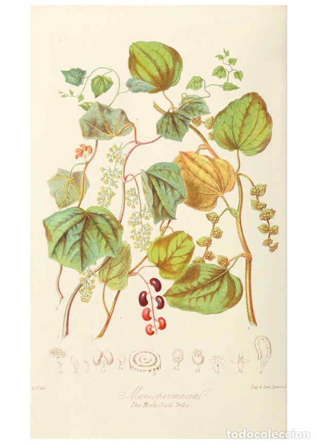 Coleccionismo de Revistas y Peri&oacute;dicos: Reproducci&oacute;n/Reproduction 6058479163: Illustrations of the natural orders of plants with groups and