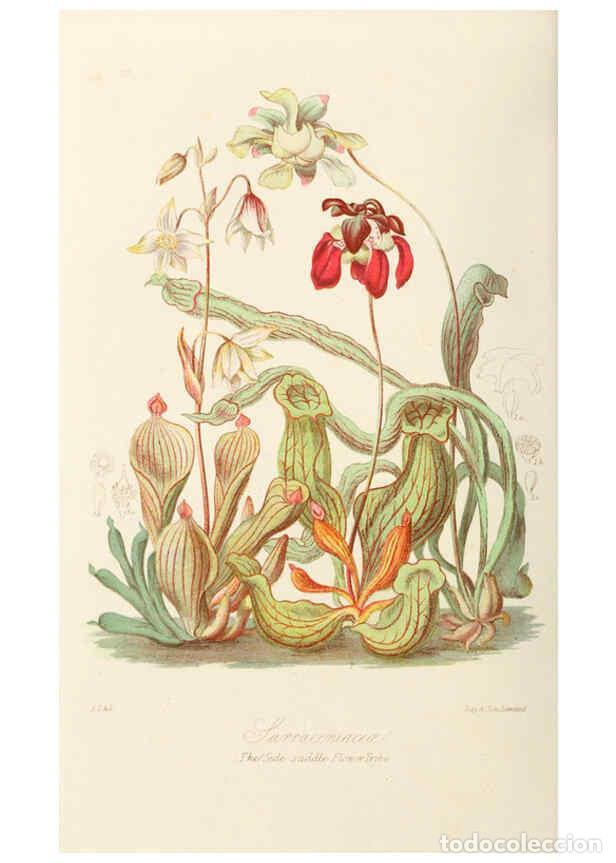 Coleccionismo de Revistas y Peri&oacute;dicos: Reproducci&oacute;n/Reproduction 6058480135: Illustrations of the natural orders of plants with groups and