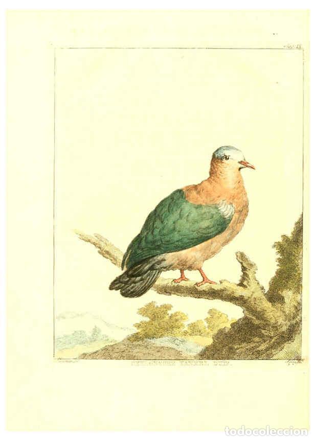 Coleccionismo de Revistas y Peri&oacute;dicos: Reproducci&oacute;n/Reproduction 6056170249: Natuurkundige beschryving eener uitmuntende verzameling van ze