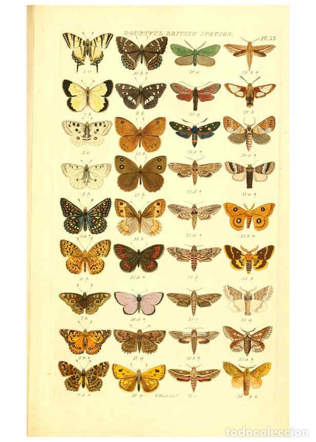Coleccionismo de Revistas y Peri&oacute;dicos: Reproducci&oacute;n/Reproduction 6056147396: Index entomologicus London :William Wood,1839 - William Wood
