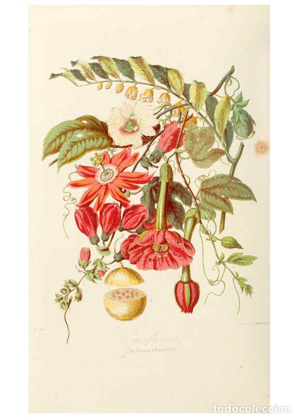 Colecionismo de Revistas e Jornais: Reproducci&oacute;n/Reproduction 6058481081: Illustrations of the natural orders of plants with groups and