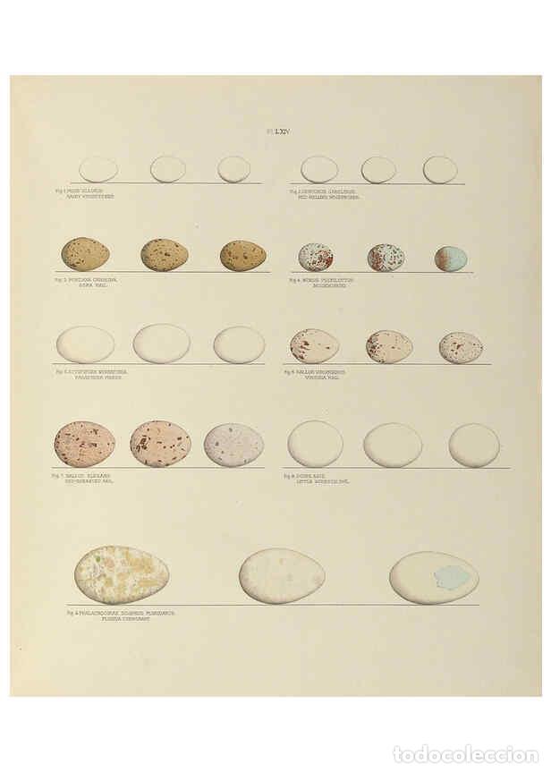 Colecionismo de Revistas e Jornais: Reproducci&oacute;n/Reproduction 6058947656: Illustrations of the nests and eggs of birds of Ohio. v.2 Circ