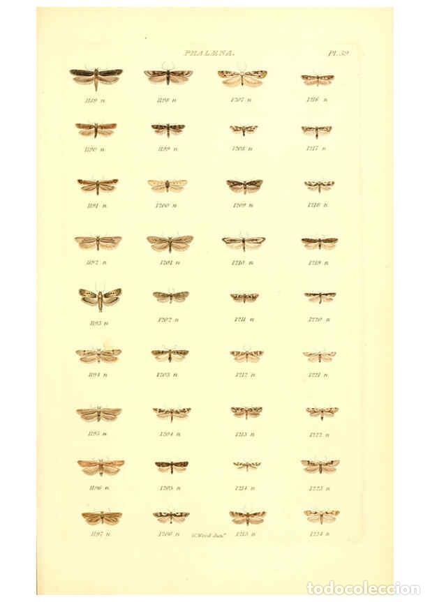 Colecionismo de Revistas e Jornais: Reproducci&oacute;n/Reproduction 6055596983: Index entomologicus London :William Wood,1839 - William Wood