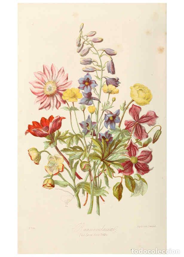 Colecionismo de Revistas e Jornais: Reproducci&oacute;n/Reproduction 6058478187: Illustrations of the natural orders of plants with groups and