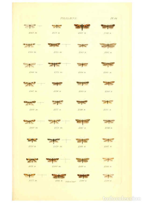 Colecionismo de Revistas e Jornais: Reproducci&oacute;n/Reproduction 6055598109: Index entomologicus London :William Wood,1839 - William Wood