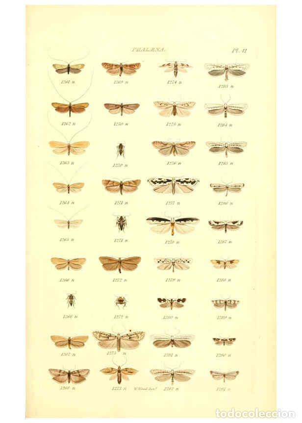 Colecionismo de Revistas e Jornais: Reproducci&oacute;n/Reproduction 6055597353: Index entomologicus London :William Wood,1839 - William Wood