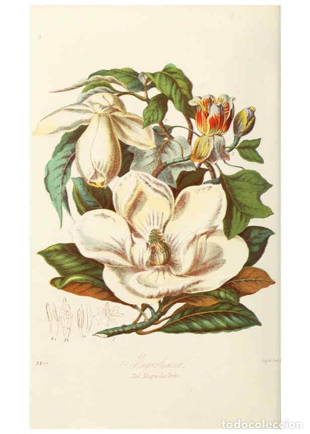 Colecionismo de Revistas e Jornais: Reproducci&oacute;n/Reproduction 6058478759: Illustrations of the natural orders of plants with groups and